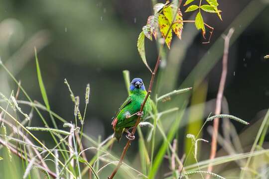 Image of Blue-faced Parrot-Finch