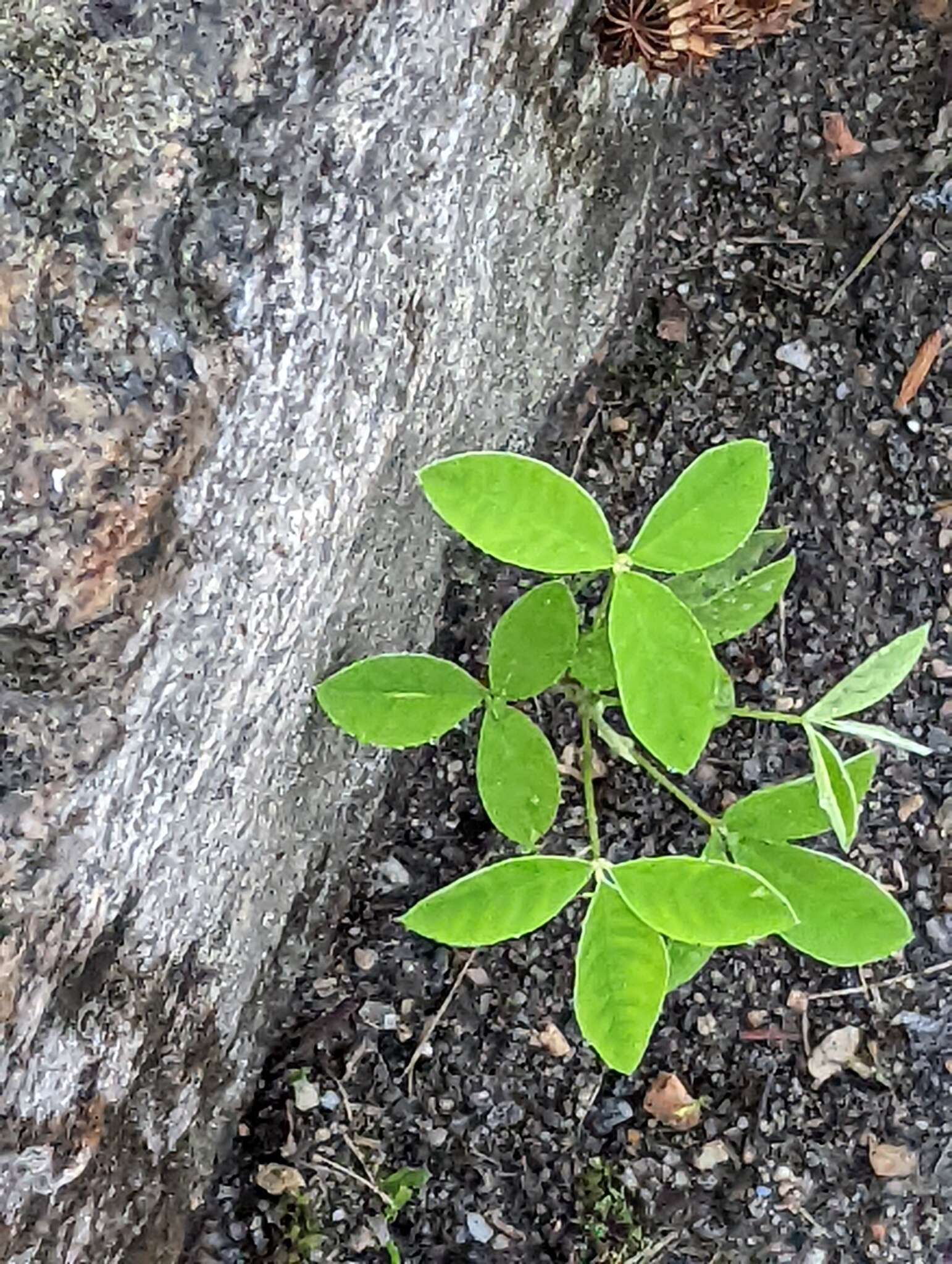 Image of Laburnum Fabr.