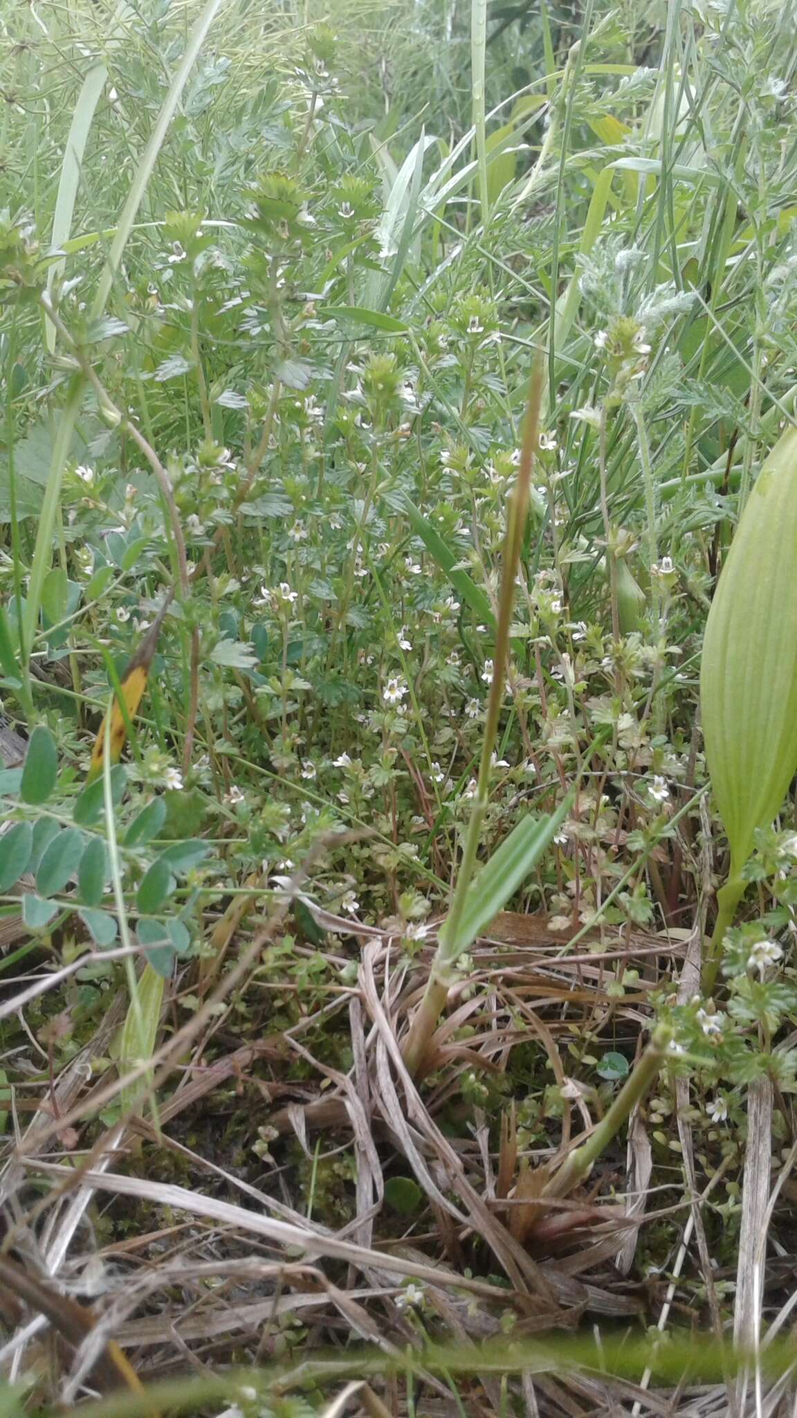 Imagem de Euphrasia wettsteinii G. L. Gusarova