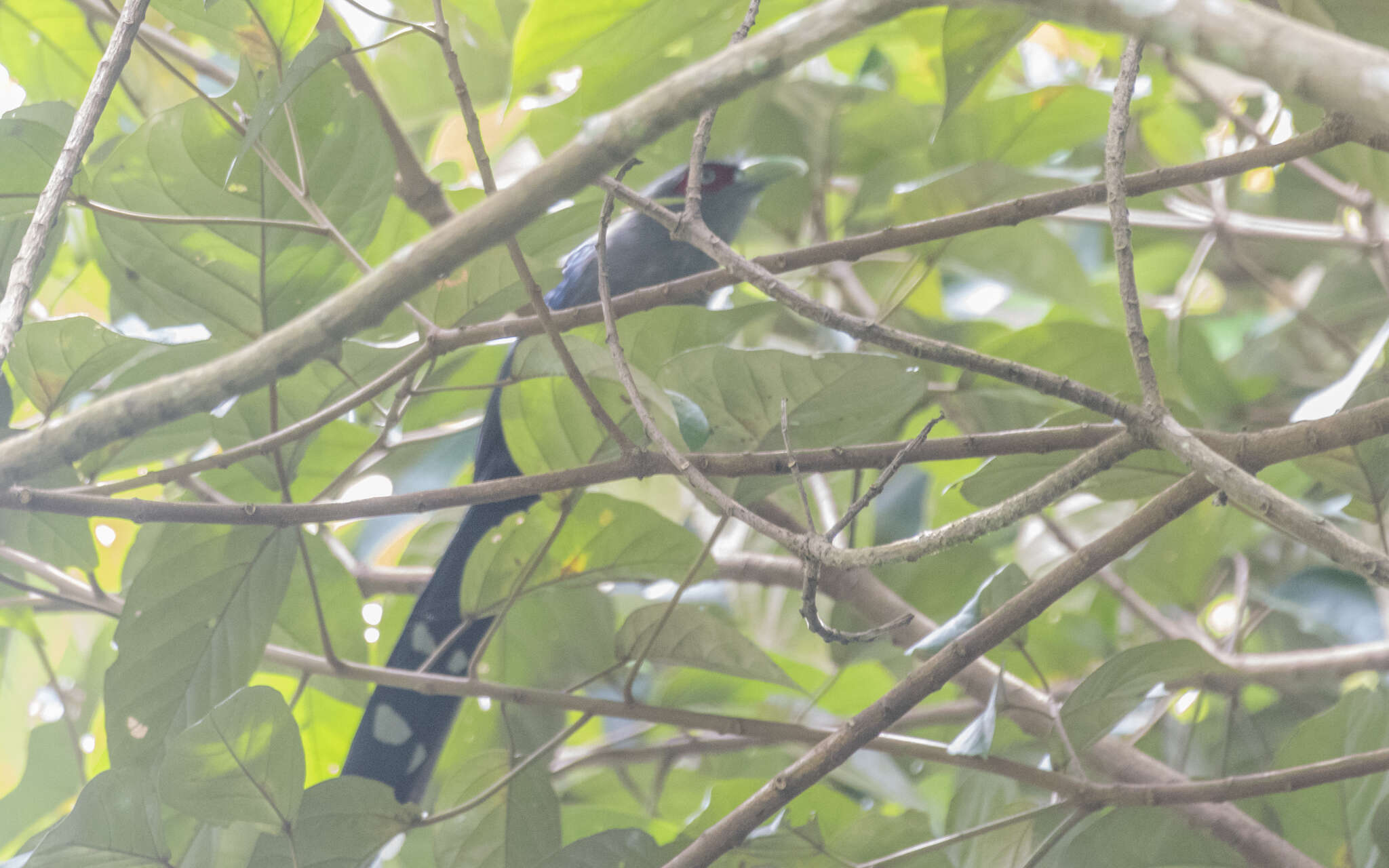 Image of Black-bellied Malkoha