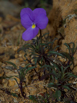 Image of Viola bertolonii Pio