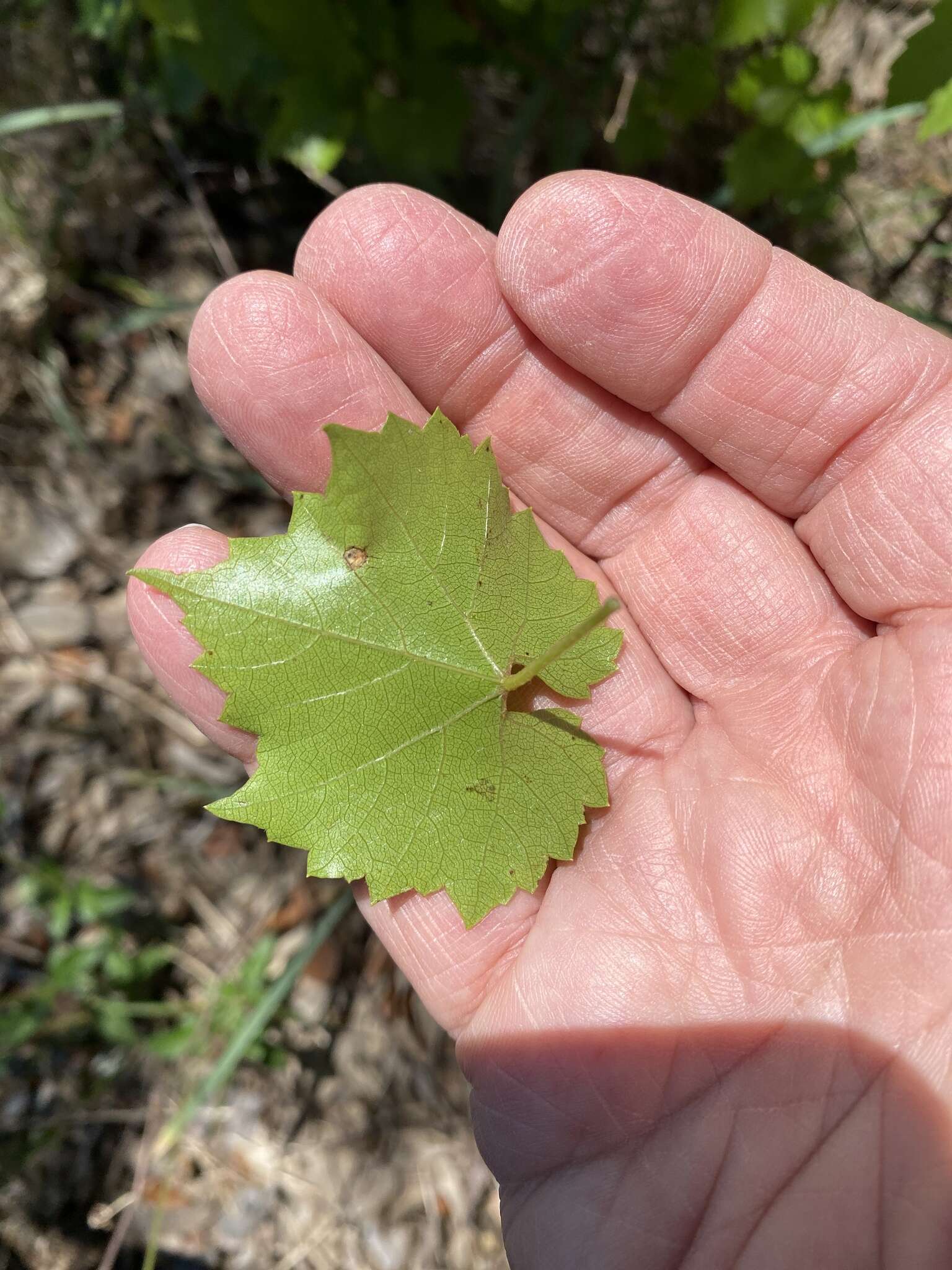 Sivun Vitis monticola Buckl. kuva