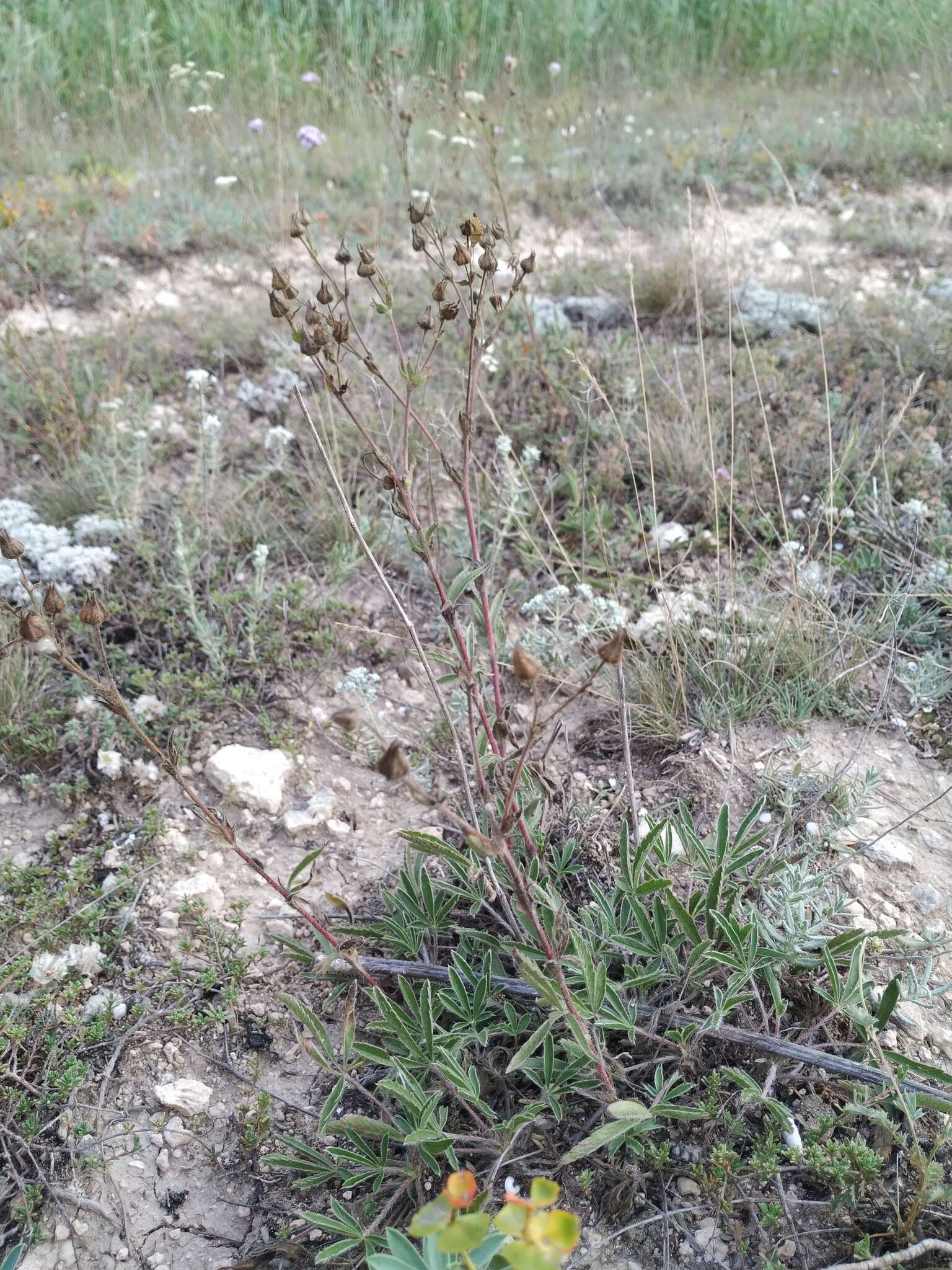 Слика од Potentilla astracanica subsp. callieri (Th. Wolf) J. Soják