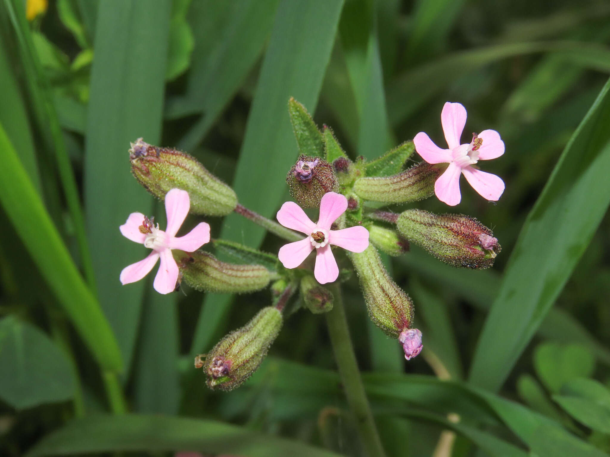 Imagem de Silene fuscata Brot.