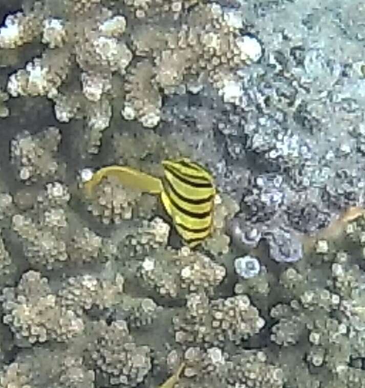 Image of Eight Banded Butterflyfish