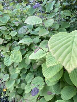 Image of Corylopsis spicata Sieb. & Zucc.