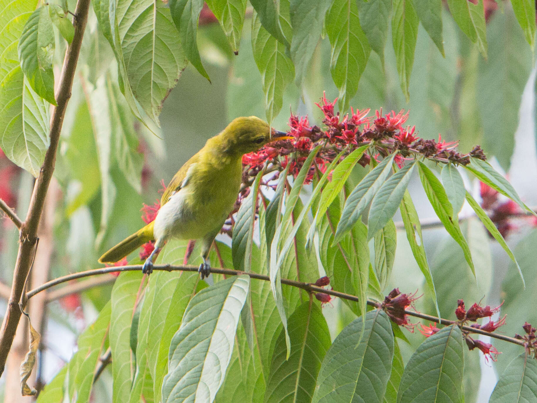 Image of Guira Tanager