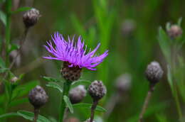 Image of Centaurea decipiens Thuill.