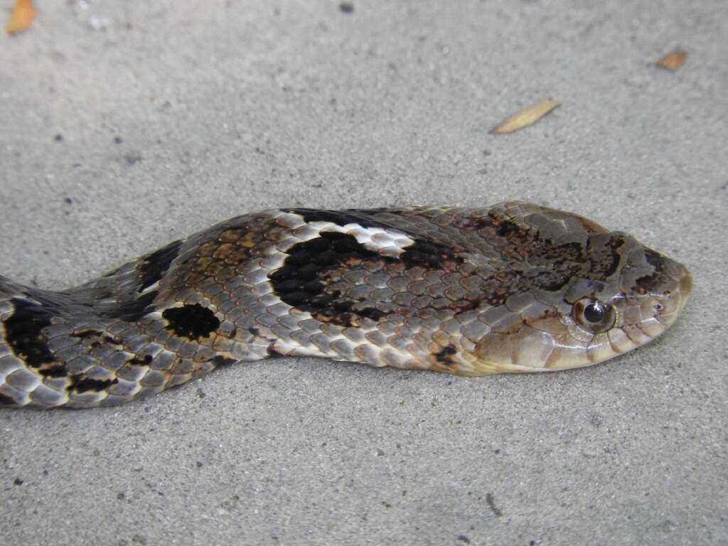 Image of False Fer-de-lance