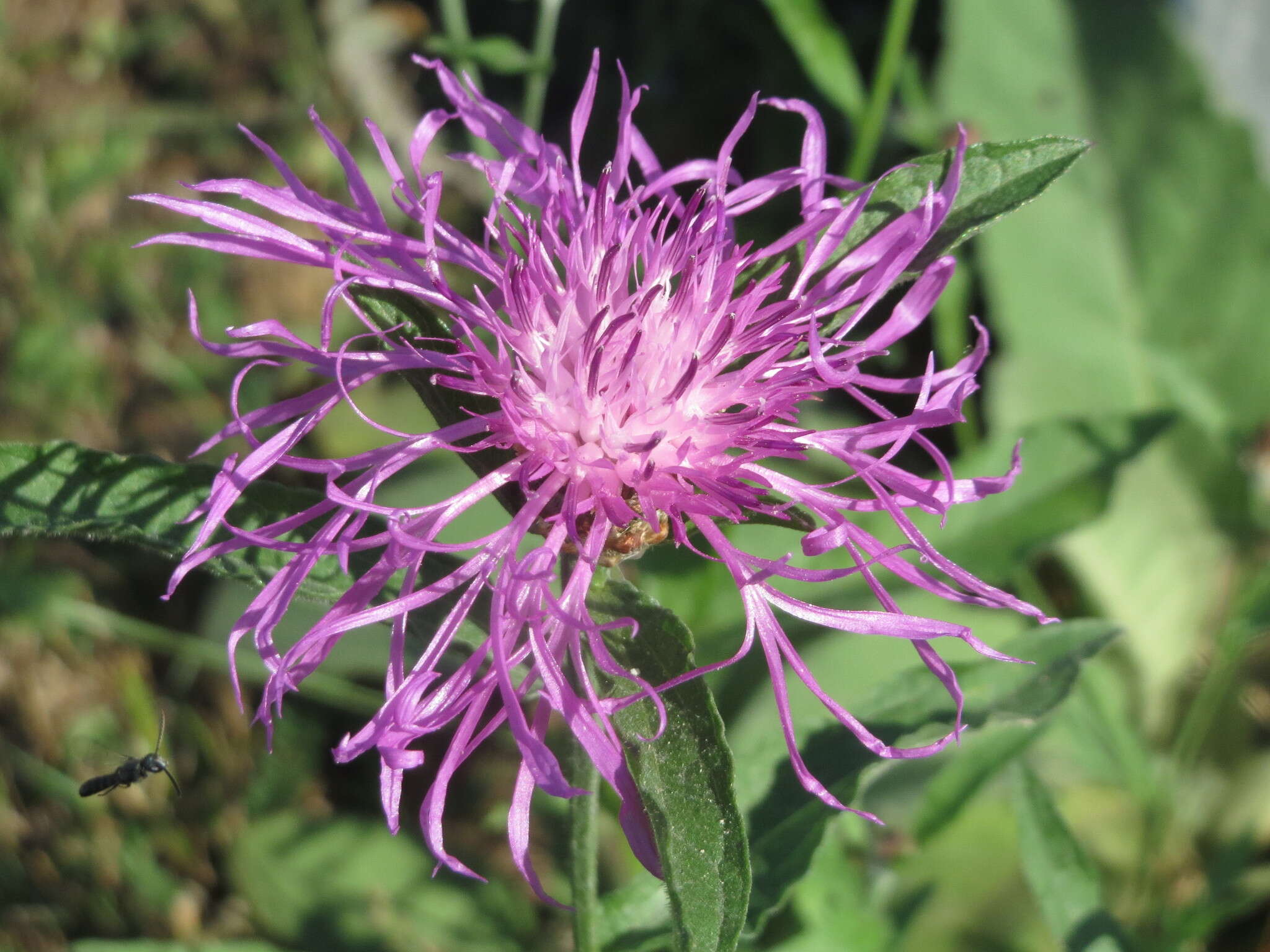 Image of brown knapweed