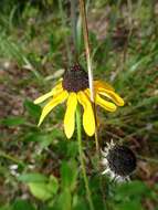 Image of blackeyed Susan