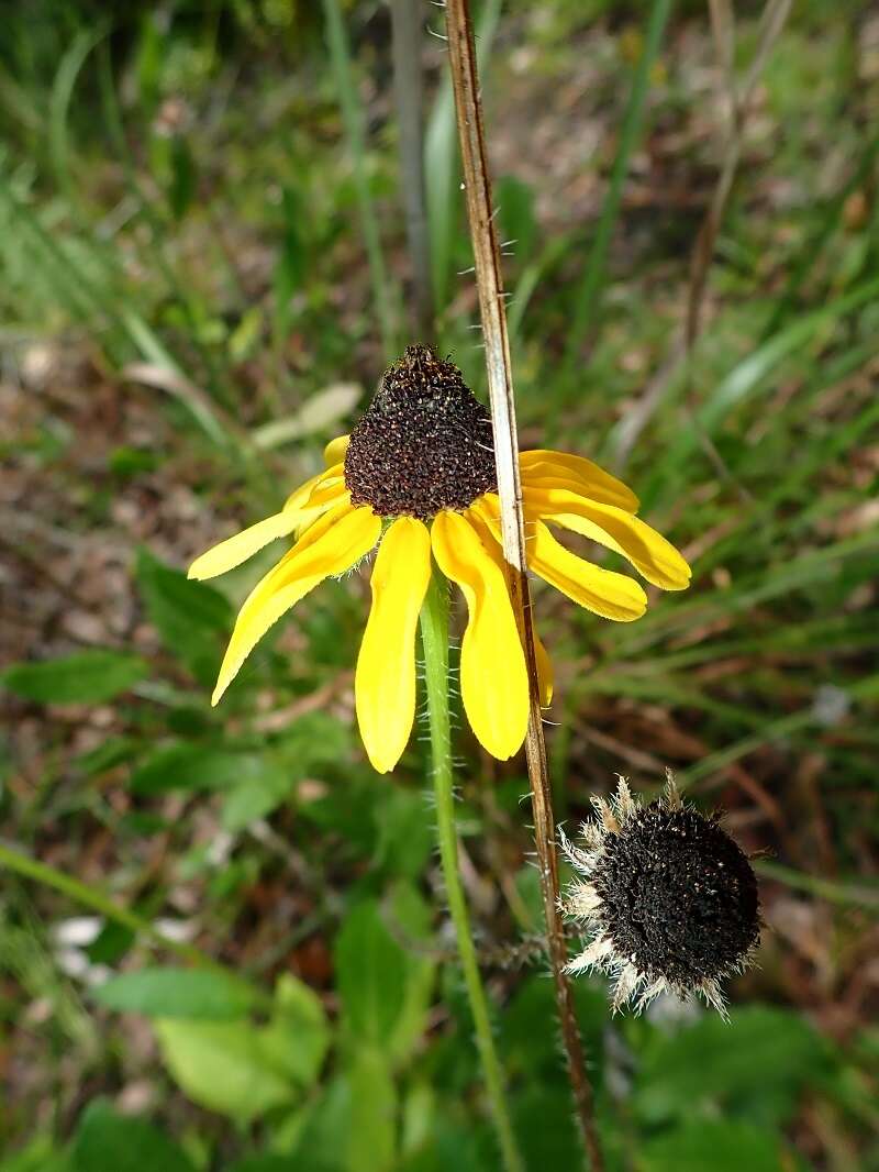 Image of blackeyed Susan