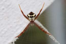 Imagem de Argiope buehleri Schenkel 1944