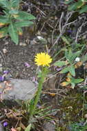 Image of Taraxacum acricorne Dahlst.