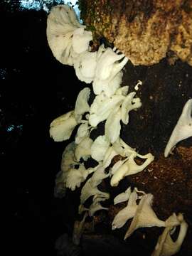 Image de Pleurotus albidus (Berk.) Pegler 1983