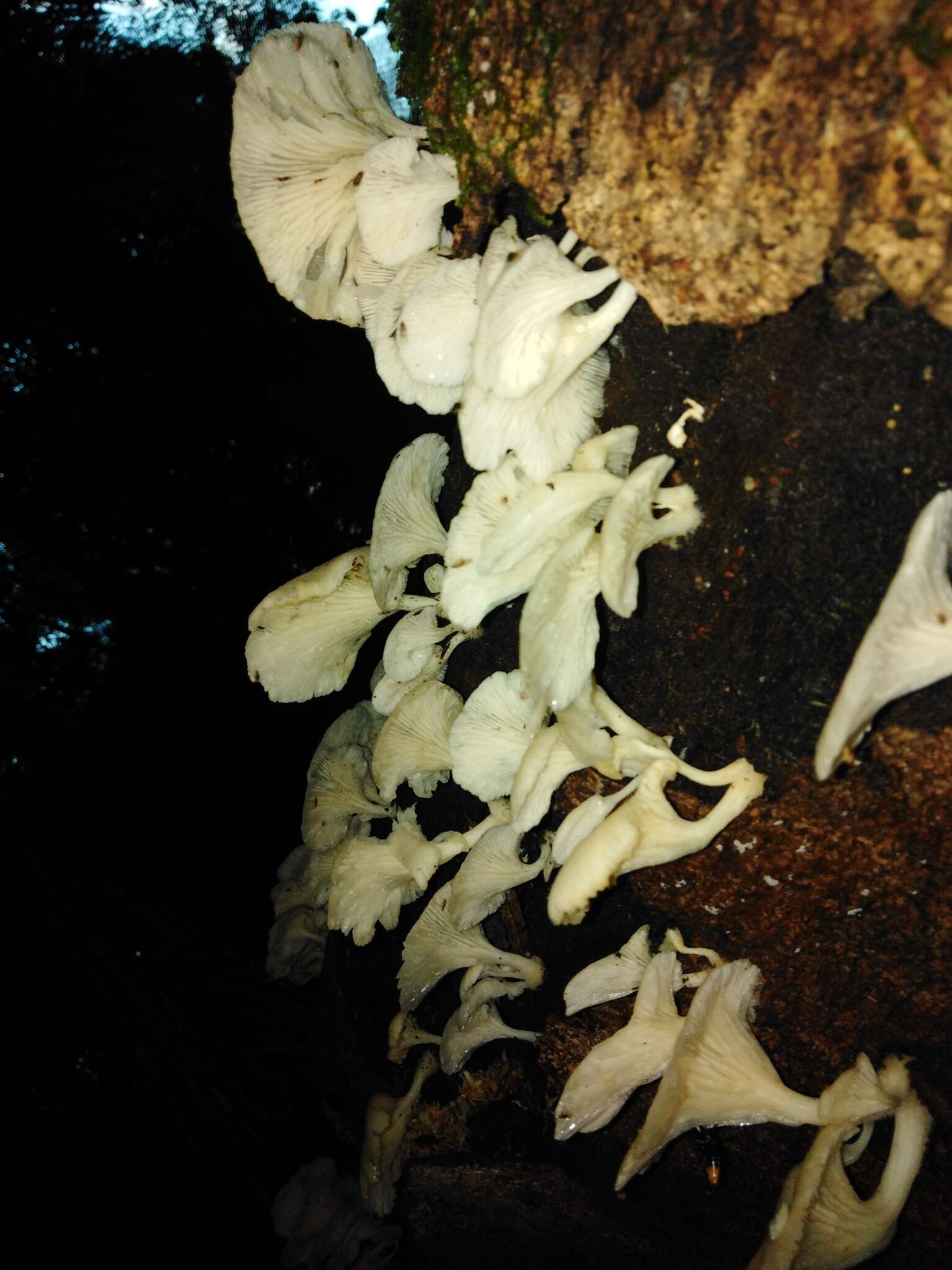 Image of Pleurotus albidus (Berk.) Pegler 1983