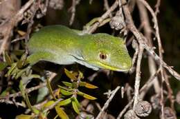 Image of Nelson green gecko