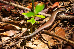 Image of Giant Litter Skink