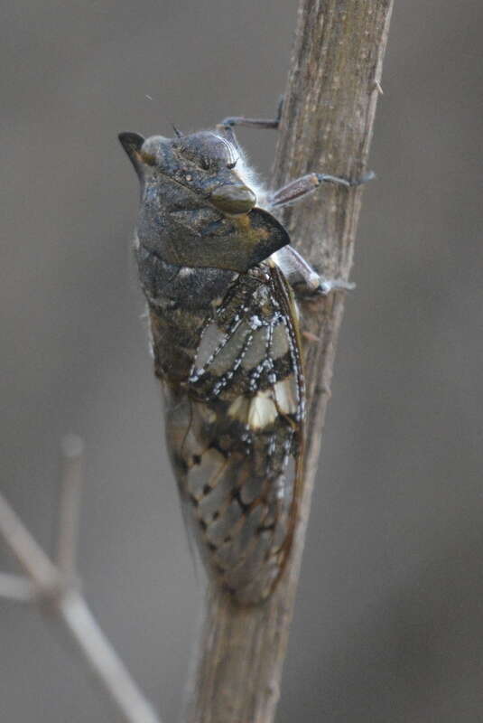 Image of Ioba leopardina (Distant 1881)