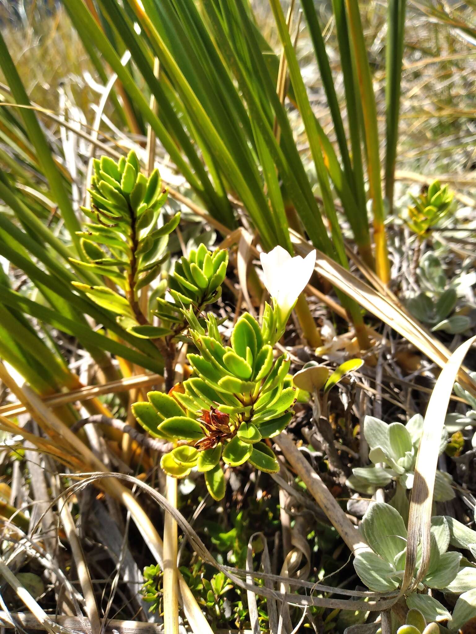 Image of Veronica macrantha Hook. fil.