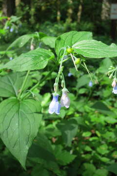 صورة Mertensia platyphylla A. A. Heller