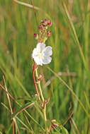 Image of white checkerbloom