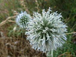 Image of Echinops sphaerocephalus subsp. sphaerocephalus