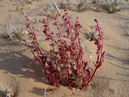 Rumex pictus Forsskál的圖片