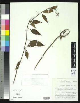 Image of <i>Orthosiphon aristatus</i> (Blume) Miq.