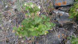 Image of grayleaf red raspberry