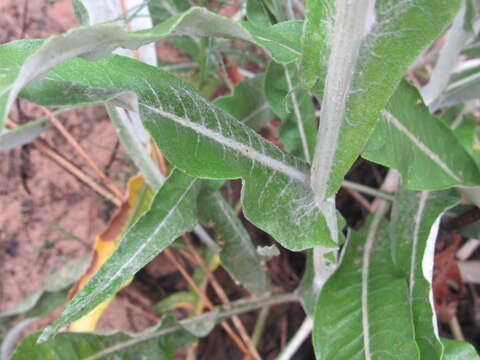 Image of Jurinea longifolia DC.