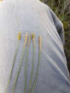 Image of Coastal sedge