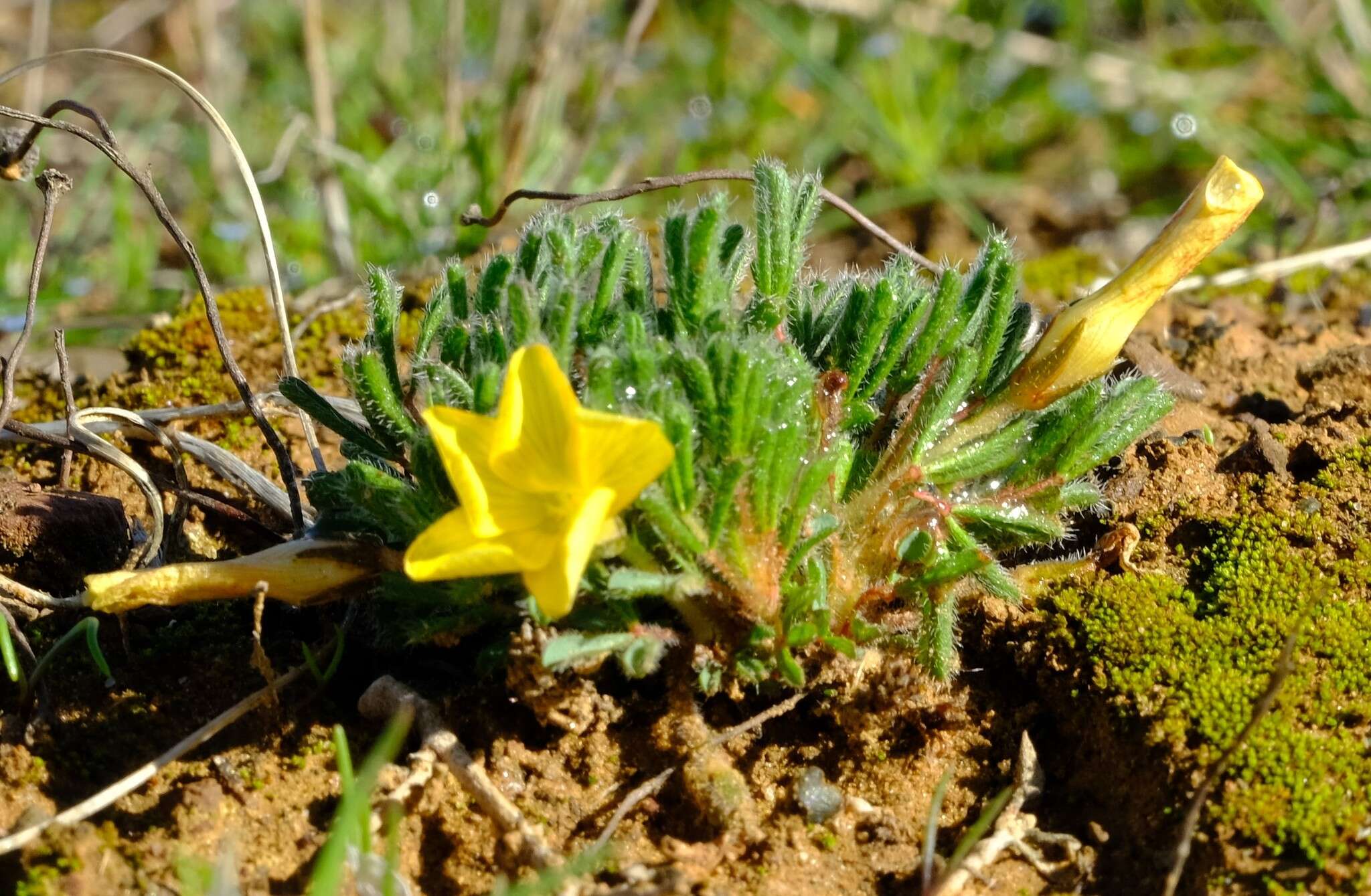 Image of Oxalis grammophylla Salter