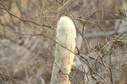 Image of Cephalocereus columna-trajani (Karw.) K. Schum.