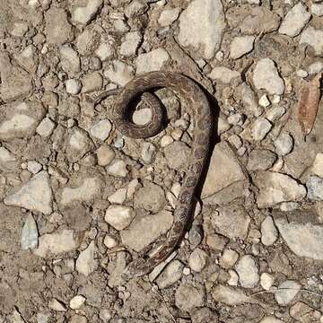 Image of Godman's Montane Pit Viper