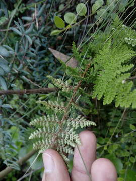 Image of Myriopteris myriophylla (Desv.) J. Sm.