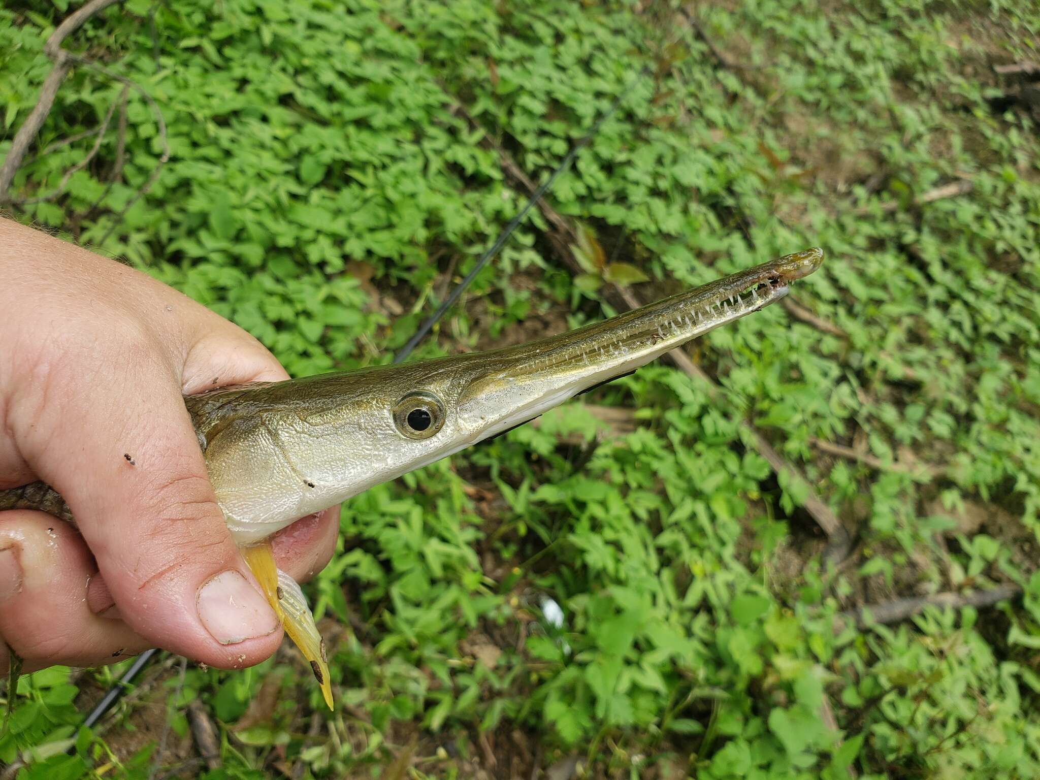 Image of Shortnose Gar