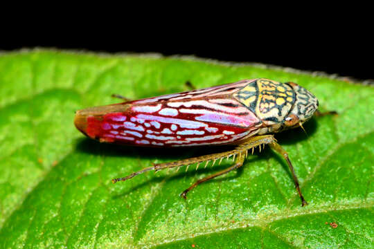 Image of Graphocephala edwardsii (Signoret 1855)