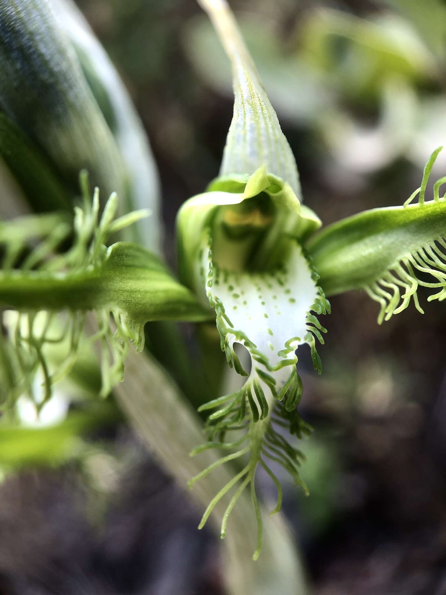 Image of Bipinnula plumosa Lindl.