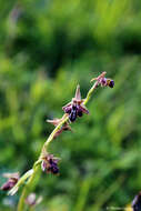 Image of Ophrys cretica subsp. ariadnae (Paulus) H. Kretzschmar