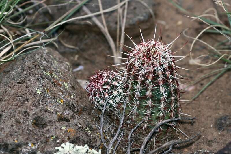 Image de Echinocereus viridiflorus subsp. viridiflorus