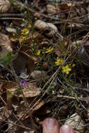 Image of Brewer's dwarf-flax