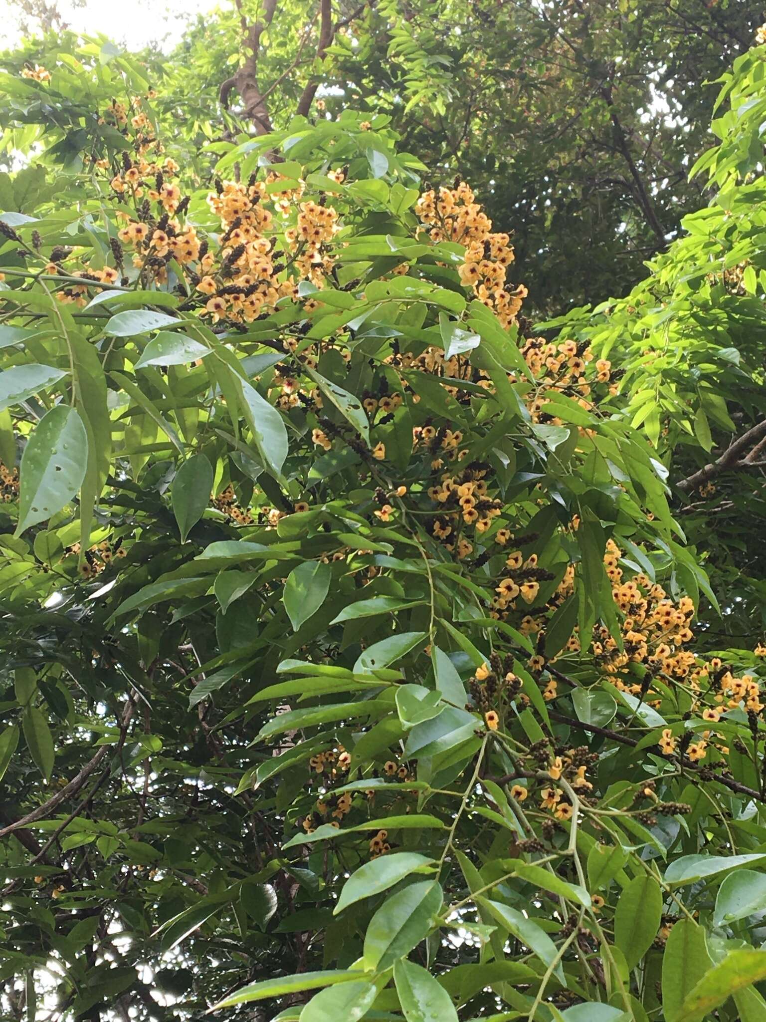 Image of Pterocarpus violaceus Vogel