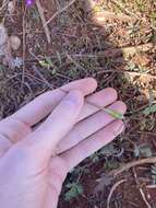 Image of Australian stork's bill