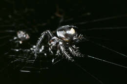 Image of Eriovixia sakiedaorum Tanikawa 1999