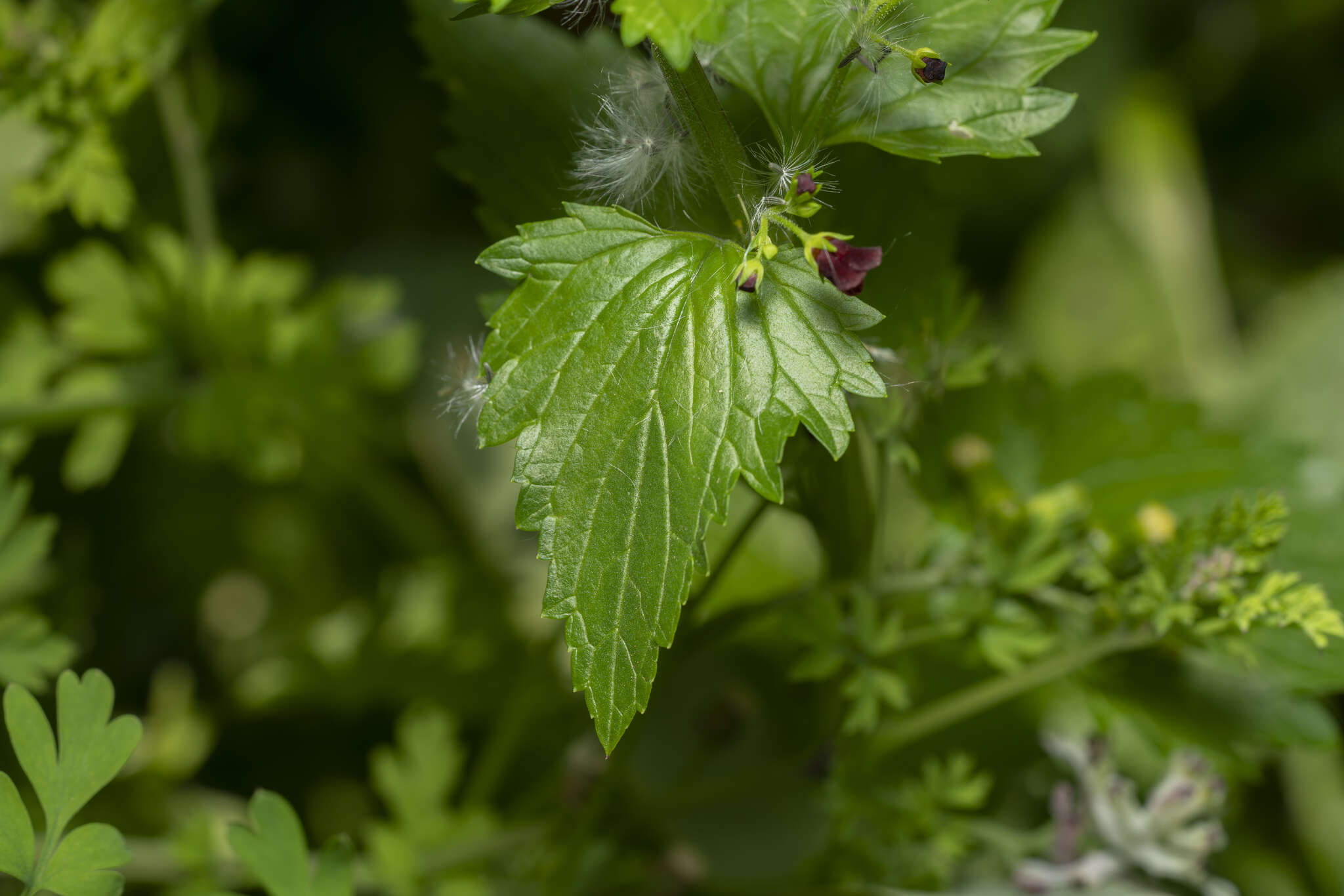 Imagem de Scrophularia peregrina L.