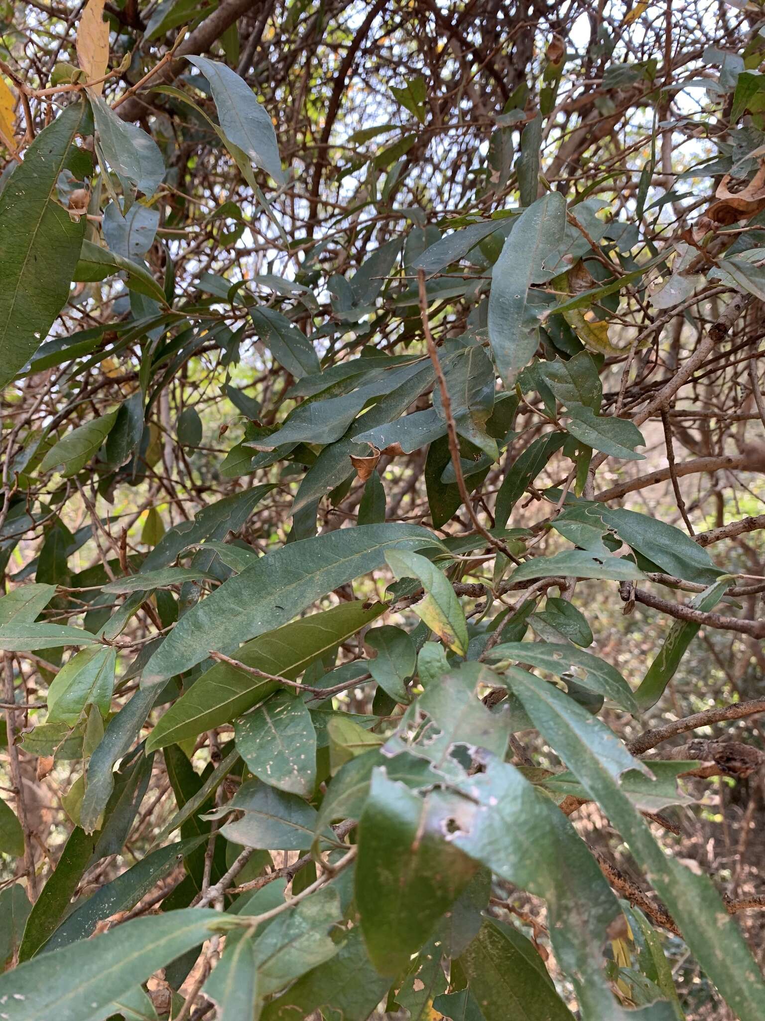 Image de Combretum kraussii Hochst.