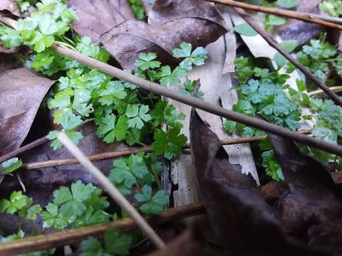 Image of Australian hydrocotyle