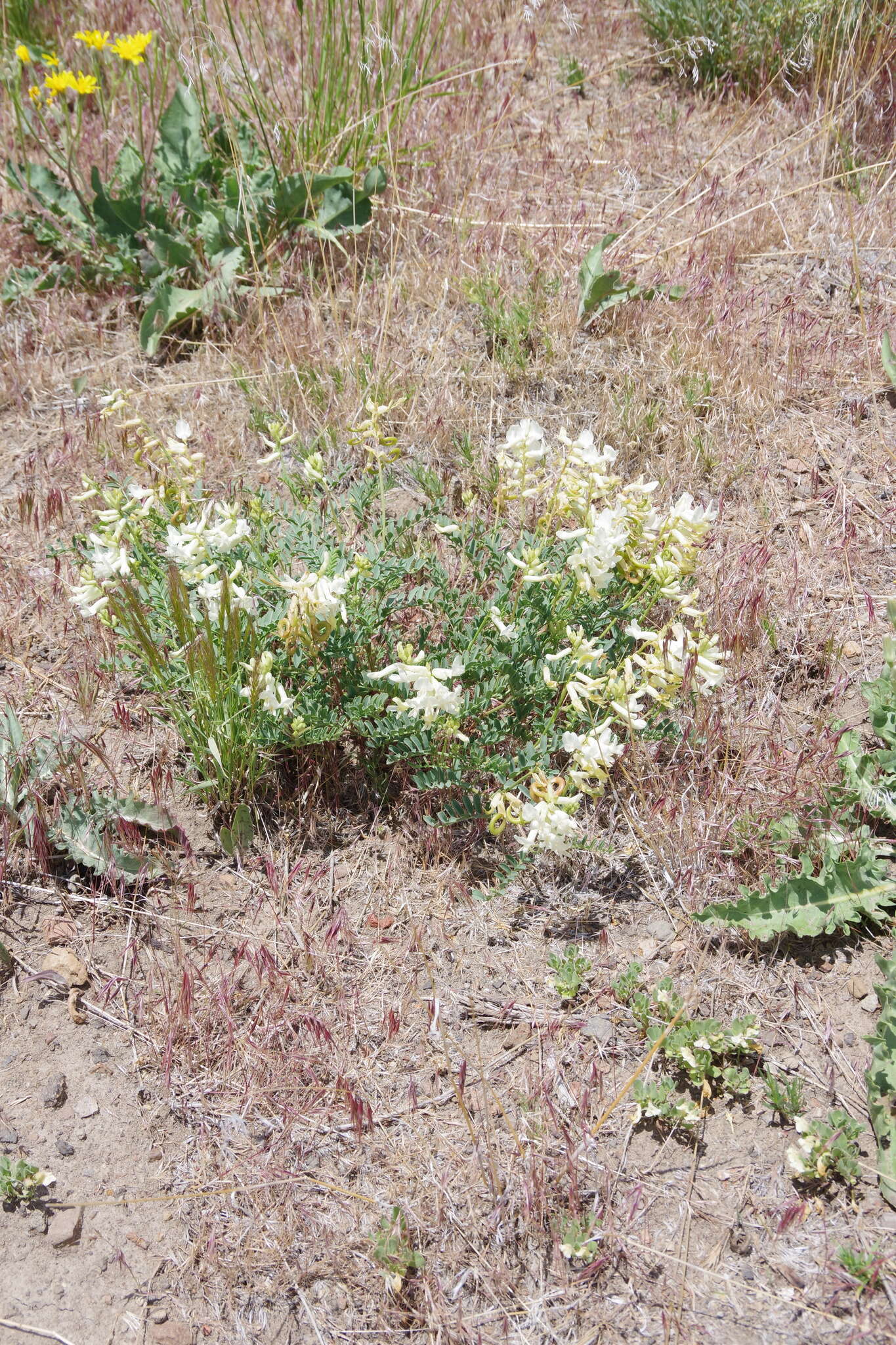 Image of curvepod milkvetch