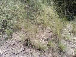 Image of Stipa juncea L.